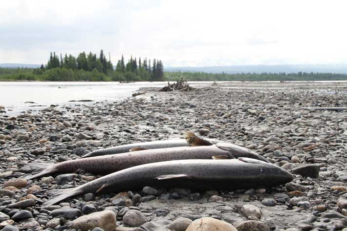 Alaska Trouts Heliskiing - Kings and Corn - Alaska Trouts
